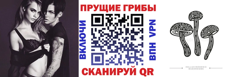 Купить  Куса  Псилоцибиновые грибы Psilocybine cubensis 
